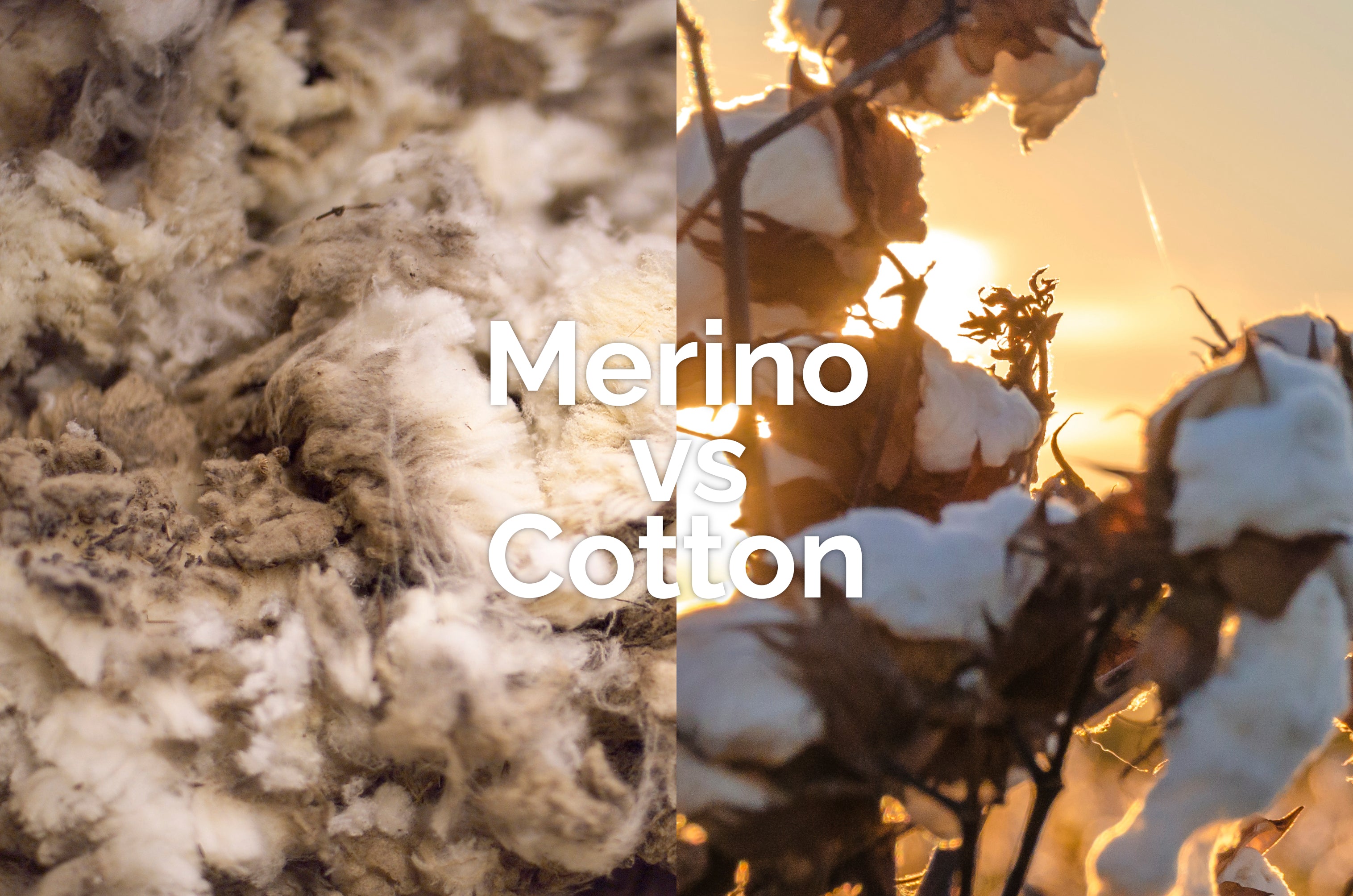 Merino vs Cotton