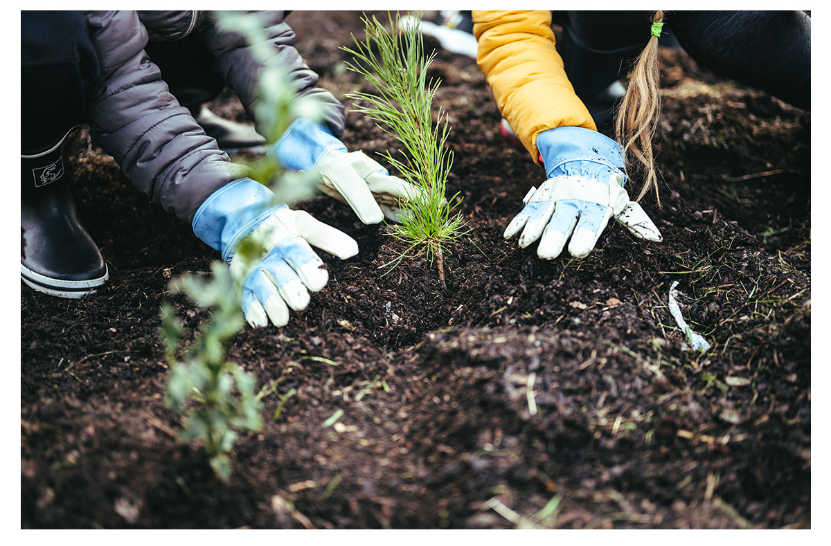 Close-up of people wearing gloves planting a young tree in soil