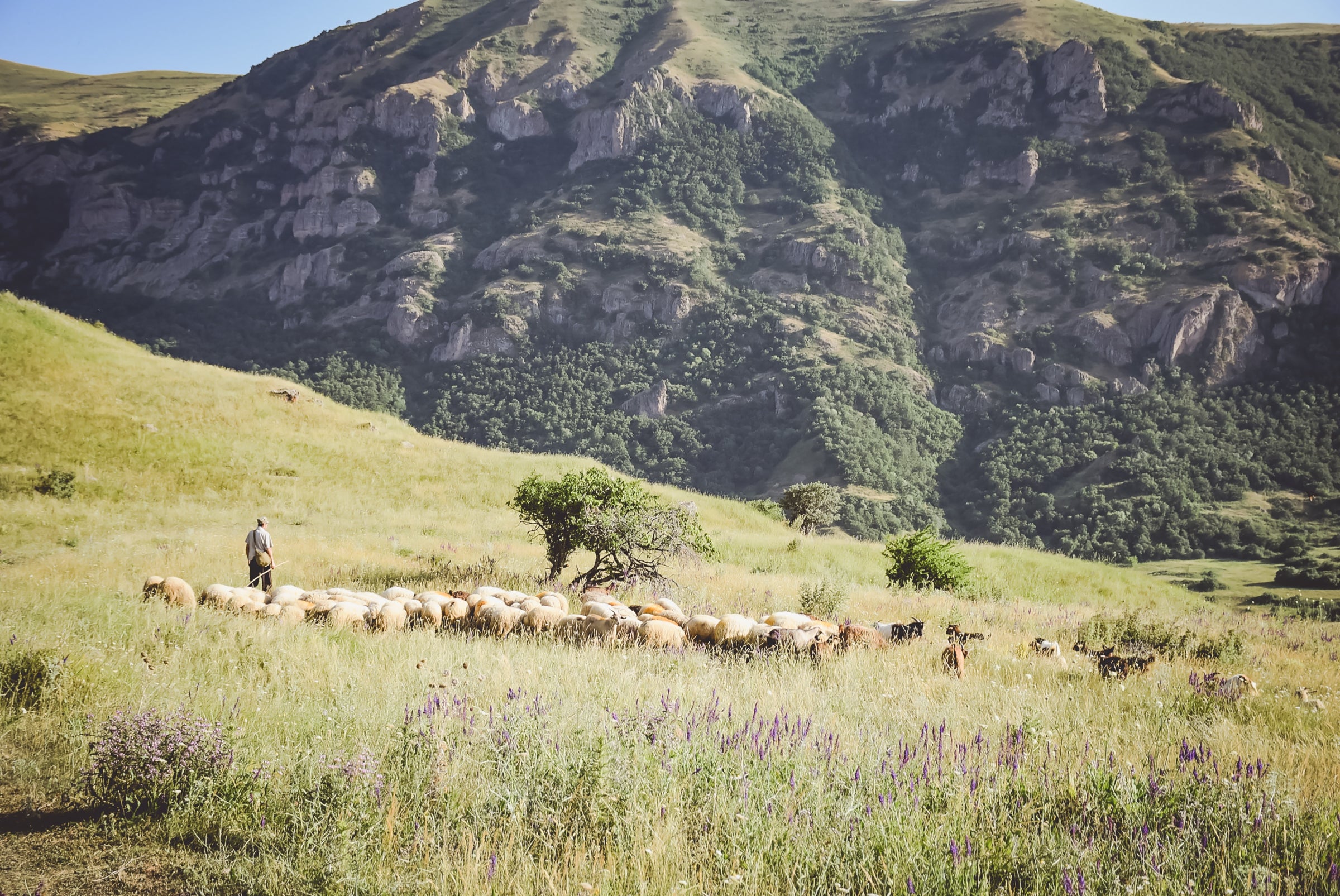 A shepherd leads a flock of sheep across a grassy hillside dotted with purple wildflowers, with a backdrop of rugged mountains under a clear sky